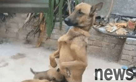 The dog mother loves her child so much that she feeds her dog like this in order to make it easier for her dog to drink milk.