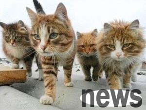 People are sitting at home, and cats come from the sky, and there is still a whole litter!