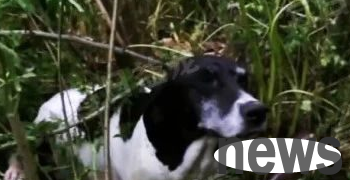 The dog was abandoned after becoming pregnant. A kind man kindly adopted him, but he regretted it and cried 2 months later.