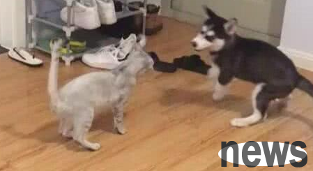 The husky and the cat are dueling, but the two huskies are possessed by the drama spirit. The cat: The master is a fake!