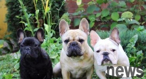 This little cowardly French bulldog is very violent at home, and turns into a wooden person instantly when he sees Alaska.