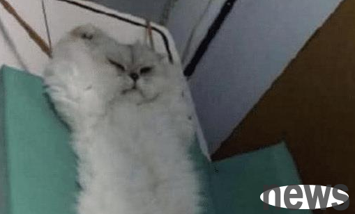 A woman took her cat to be sterilized and was invited into the house. When she walked in and took a look, she burst out laughing.