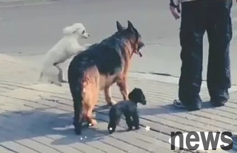 The owner took the dog out for a walk, but the little Teddy did it because he was too lazy to walk. Sheepdog: I thought about it, I understand