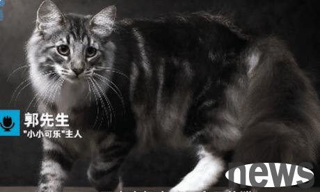 The offspring of the famous King Elvis was mistakenly sterilized. The hospital responded: The cat is still alive and it is not a medical accident.