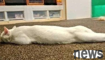 The cat was imprisoned in the attic by its owner. The owner was almost frightened to death. Netizens laughed at him for his own misfortune.