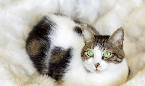 Go out to pick up a package and come back to find that the cat is missing?