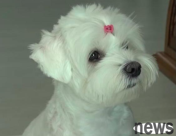 The dog was abandoned because it soiled the bed and fabric sofa. When it was taken in again, it was afraid to enter the house.