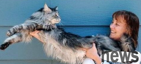 The longest cat in the world is taller than a 7-year-old child