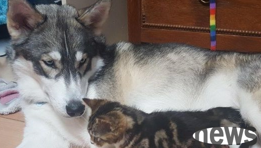 The owner went out for shopping and asked Erha to take care of the kitten. The result made the owner so moved that he cried.