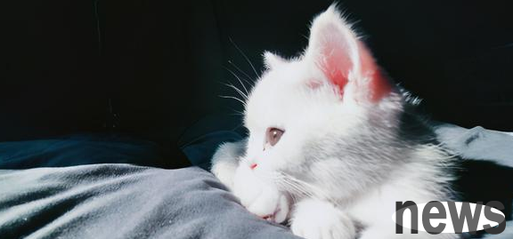 The girl happily took home her two-month-old kitten...