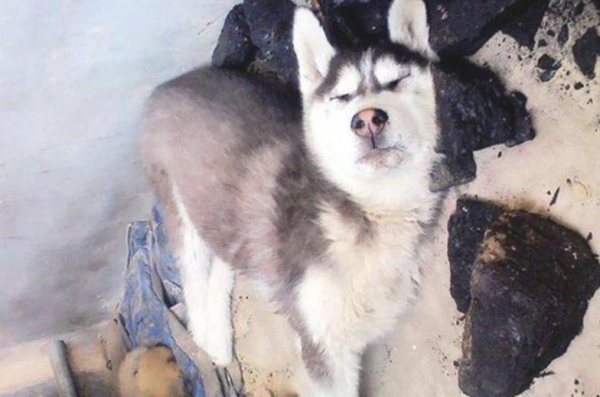 The stray dog ​​picked up the food and turned away. An enthusiastic person followed and found out that it was taking care of a disabled teammate.