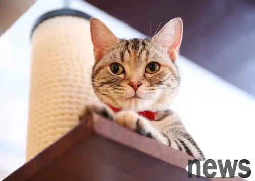 The woman was negligent and left the kitten alone with the naughty child. When she came back again, she was petrified on the spot!