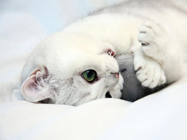 Will a kitten be frightened to death when it sees a dog? A cat encounters two vicious dogs and is so frightened that he hides in a corner without saying a word. Netizen: You too will have this day