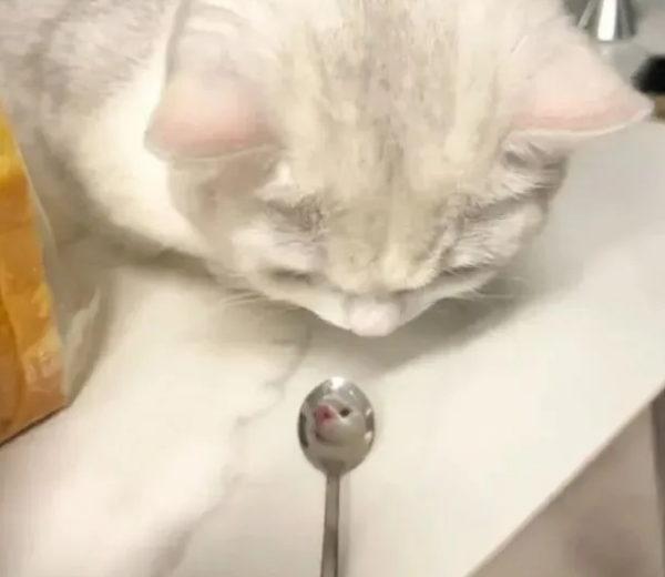 When the cat looks at the spoon, the cat directly turns into a mouse, laughing mouse hahaha!
