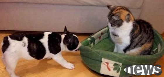 Cats always like to occupy the dog s den and make the dog very angry!