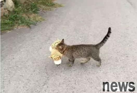 What do cats do every day? Once you understand what cats do, you will laugh to death immediately!