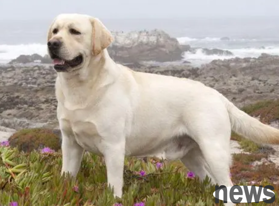 The dog always likes to tear down the house, but every time it escapes the punishment of its owner, all because it did this