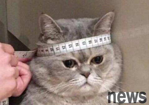 Now that you have a cat, do you want other pets? Netizen: I think you are crazy