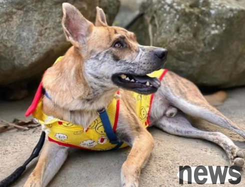 The special patterns on the dog s face were actually injuries. It was hung from a tree and left to die. Now it finally has a home.