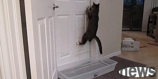 Beautiful pet cat opens the door