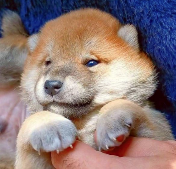 The Shiba Inu gave birth to an 