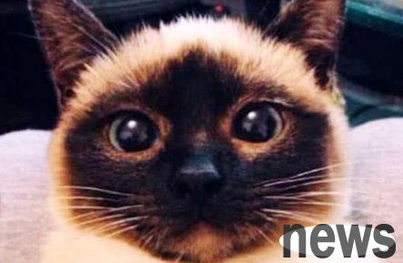 The cat s face gradually turned dark, and the woman sent it to the hospital for examination. The doctor s words made him dumbfounded.