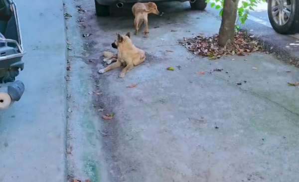 Canine distemper plus sepsis! Abandoned stray dog ​​met kind-hearted people, but still wailed away due to illness
