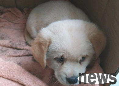 A stray dog ​​was found on the street. The little guy looked outside blankly, hoping to be taken in by a caring person.
