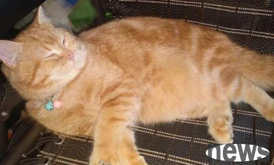 The owner proposed to the cat, but the ring was too small and got stuck