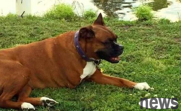 A boxer dog with only three months left to live due to illness saved 3,000 lives
